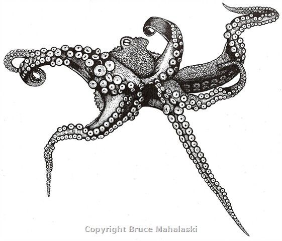 pen and ink octopus